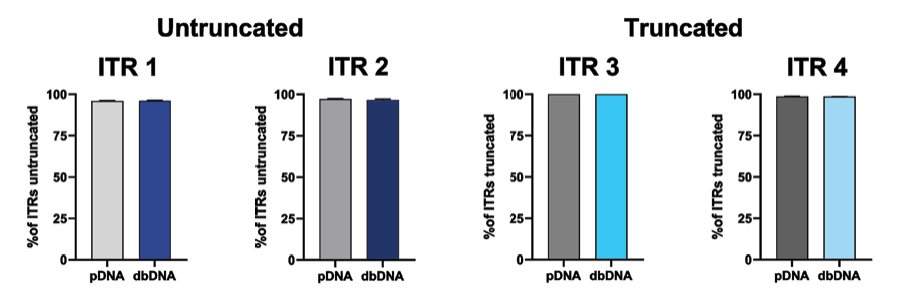 NGS sequencing data — amplification of untruncated and truncated ITRs for dbDNA.