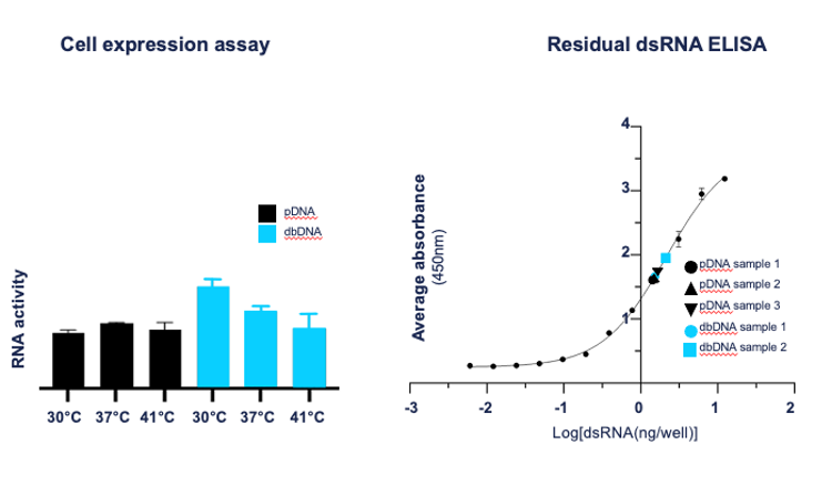 Figure 4. z- dbDNA-derived saRNAs exhibit higher activity than pDNA-derived saRNAs.