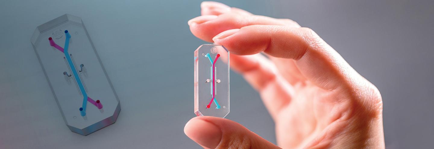 Organ-on-a-Chip Technology Aims to Disrupt Traditional Drug Testing Models