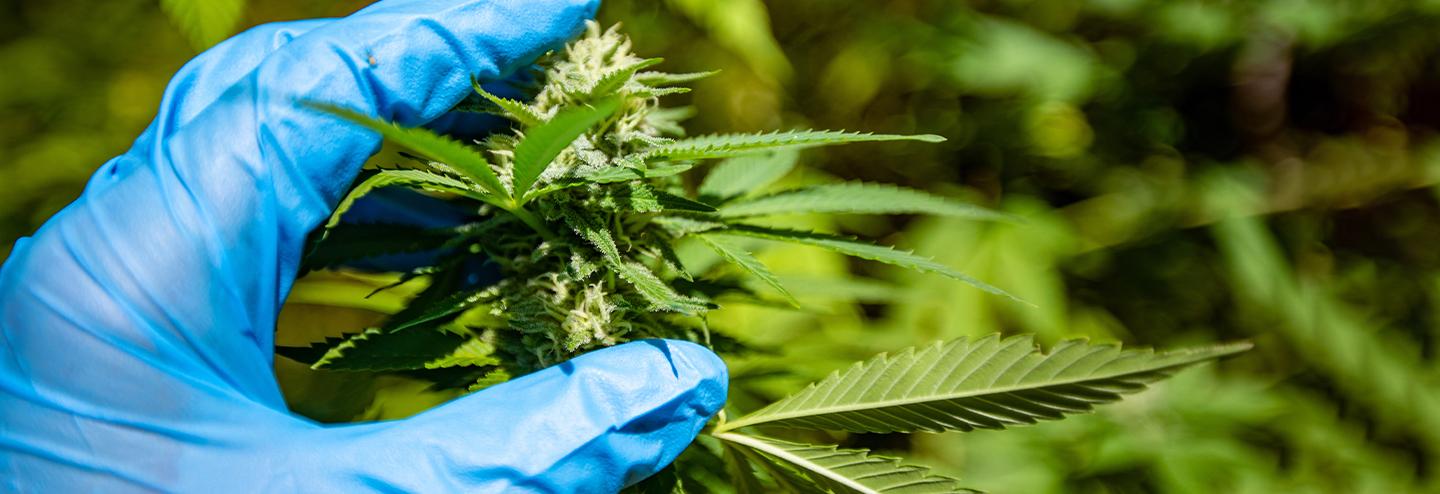 Leveraging Biosynthesis to Create Pure Cannabinoids for Less