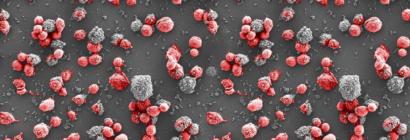 New Diagnostics Agent Designed to Identify Circulating Tumor Cells