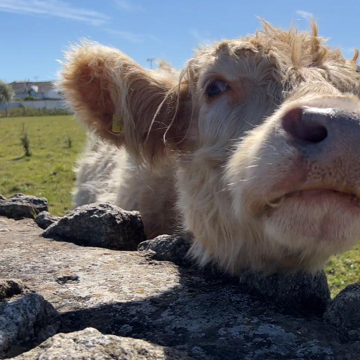 Saying hi to a new friend in Malahide.