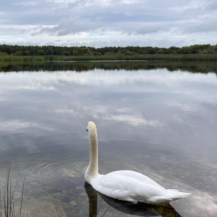 Passing through the University of Galway, the team wondered if this swan was on its way to class.