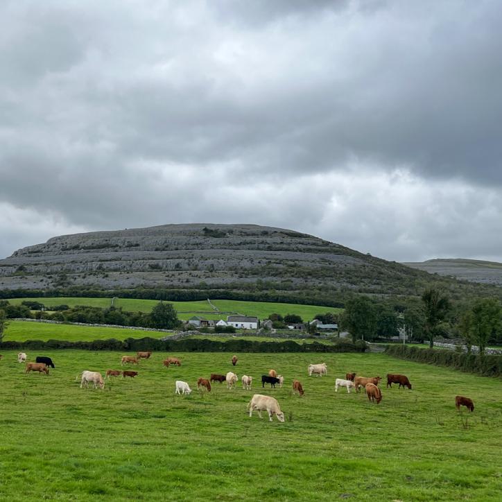 Some grazing cows in a field, with Burren National Park in the distance.