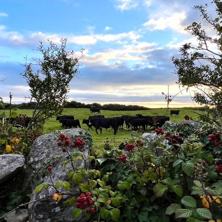 A perfect, berry-filled, window onto a farm in Mayo.