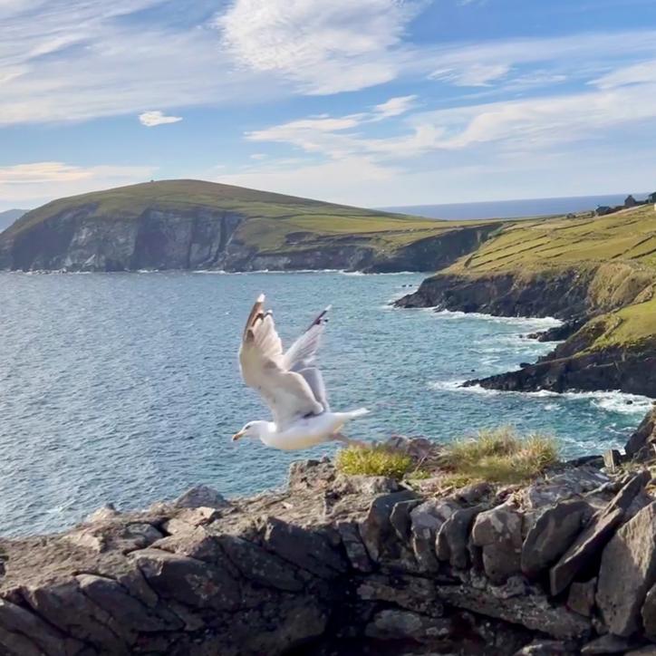 Lunchtime? A seagull looks for a snack on the Ring of Kerry.