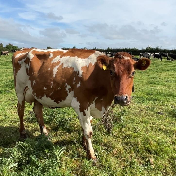Moove over Marty McFly, we've got some new talent on the trip.