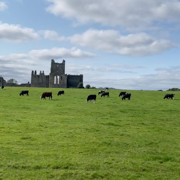 A field of cows and castle ruins outside Waterford. 