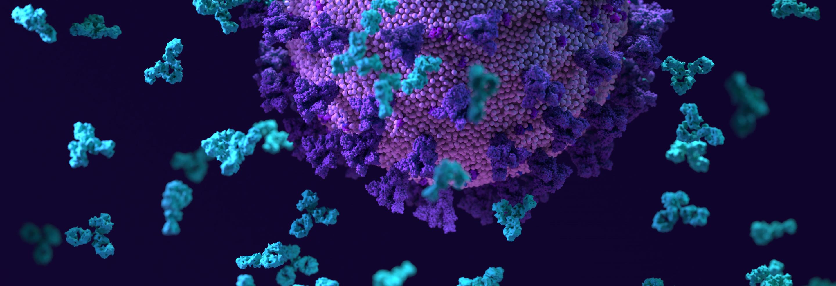 Developing a Toolbox of Functional Bioassays for Optimizing ADCC