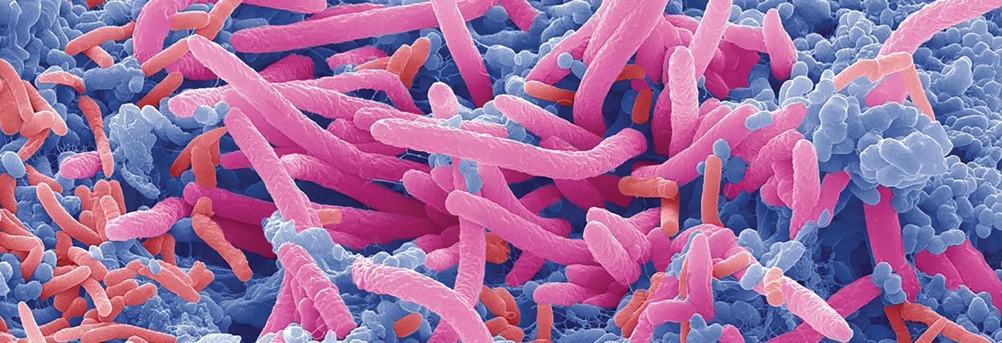 Reflections on a 10-Year Journey in the Microbiome