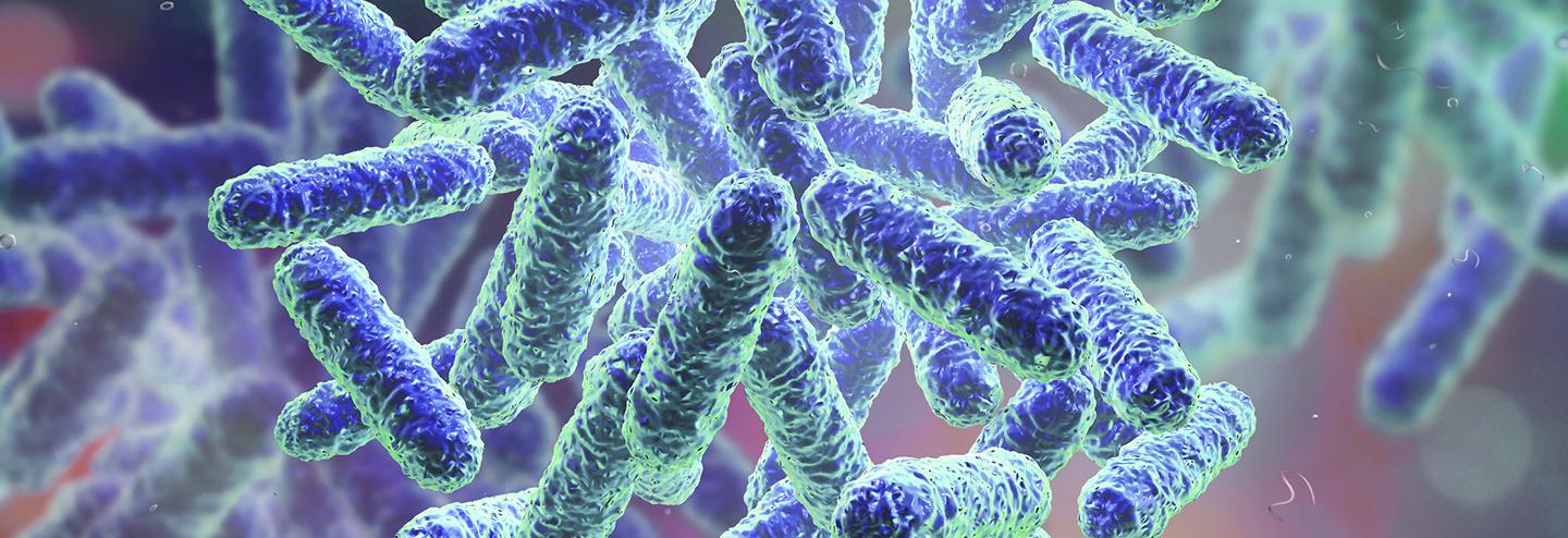 Proving the Link Between the Microbiota and the Human Immune System in Non-Human Primates