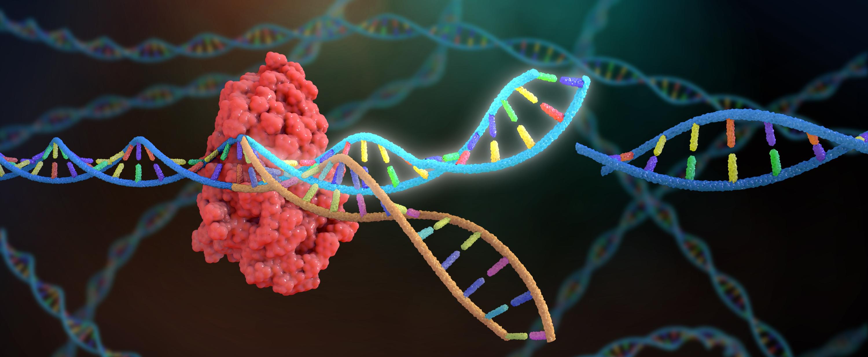 CRISPR-Edited Pig Organs and the Promise of Xenotransplantation