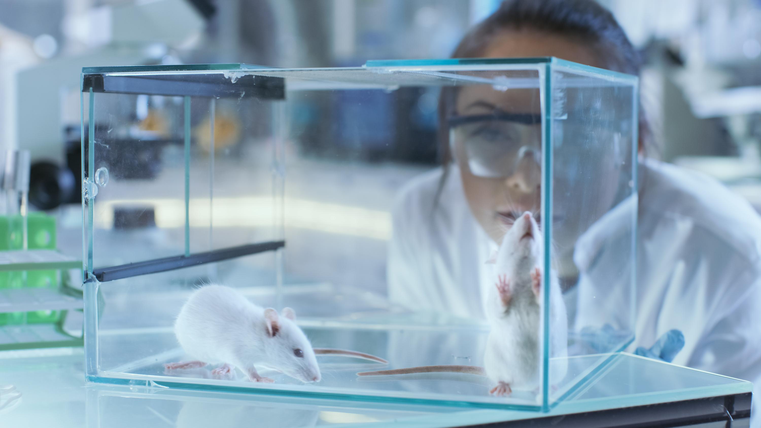 Half the Data, Half the Science: The Cost of Ignoring Sex Differences in Preclinical Research