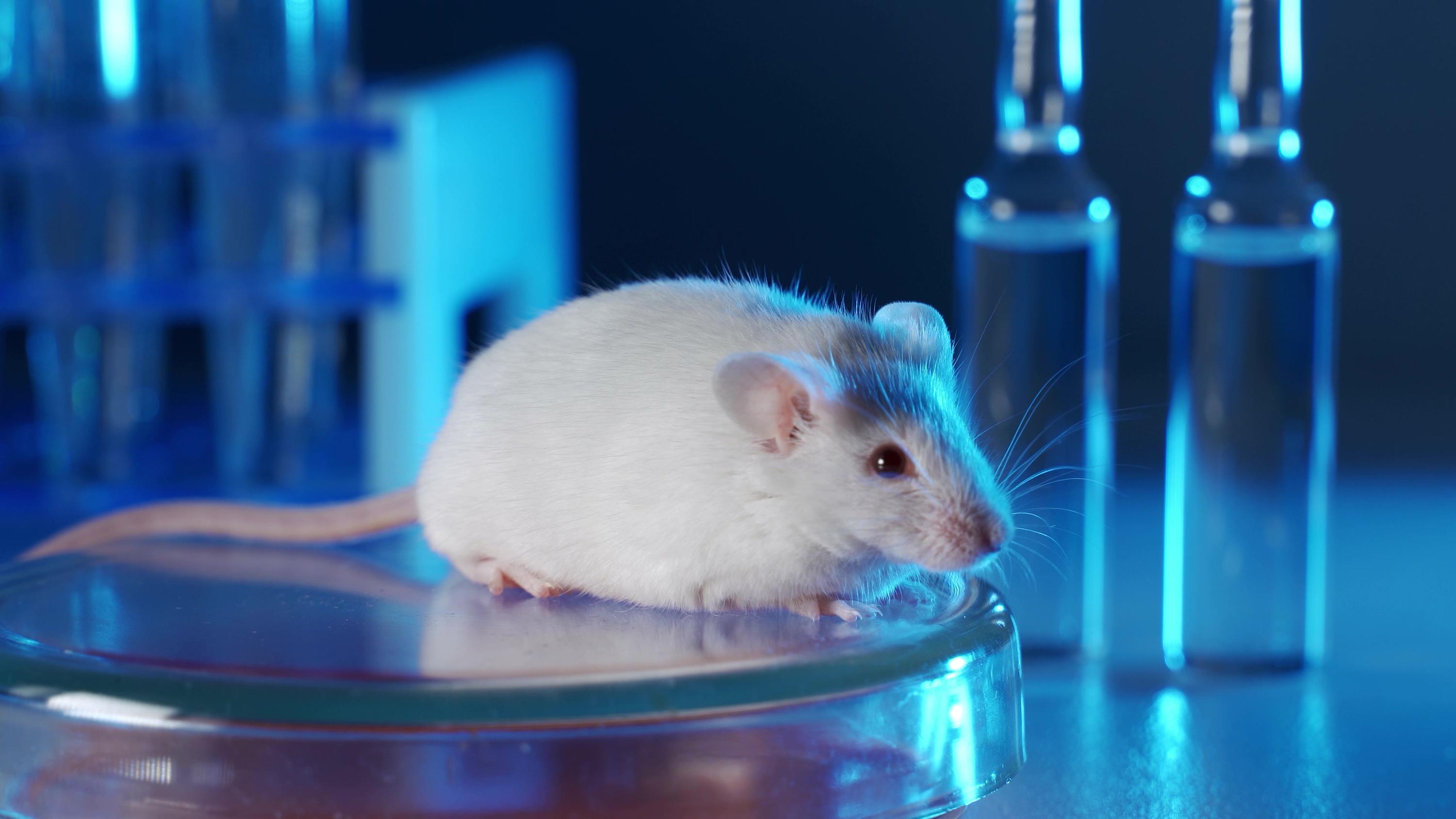 Sex Differences, Gender Biases: What Are We Really Studying in Preclinical Research?