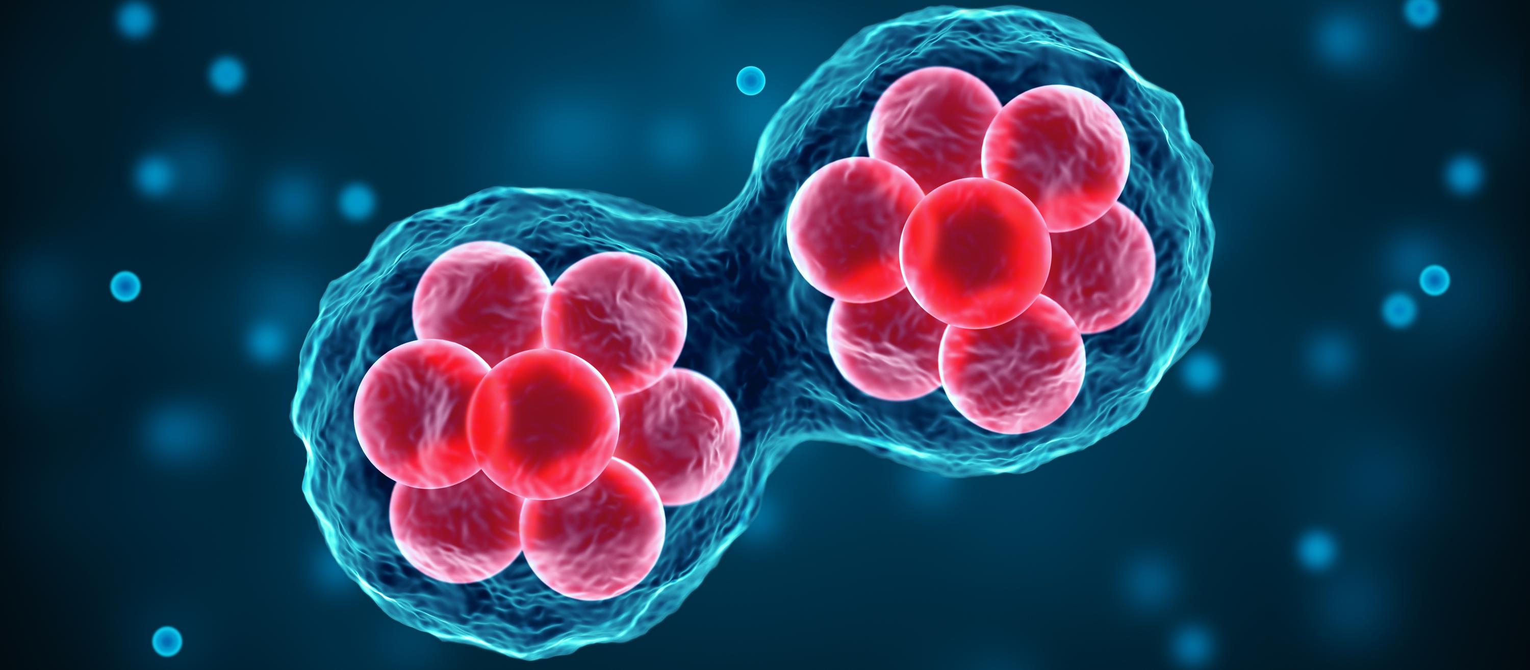 Redrawing the Lines of Federal Science: The NIH’s Shift Away from Human Fetal Tissue Research