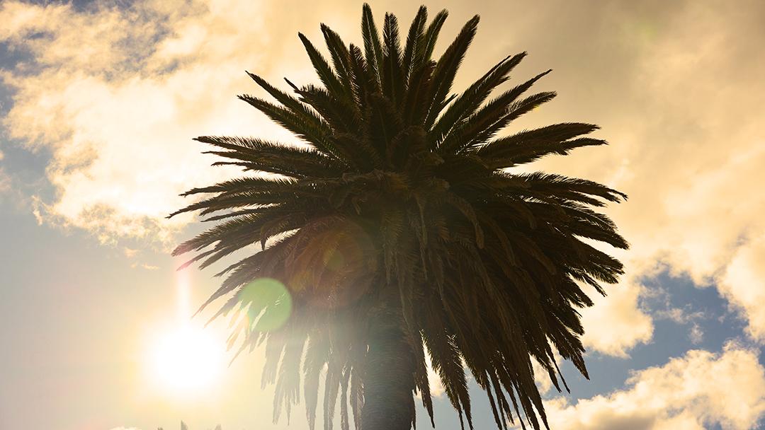 Don't look up too long or you might get hit with a coconut.