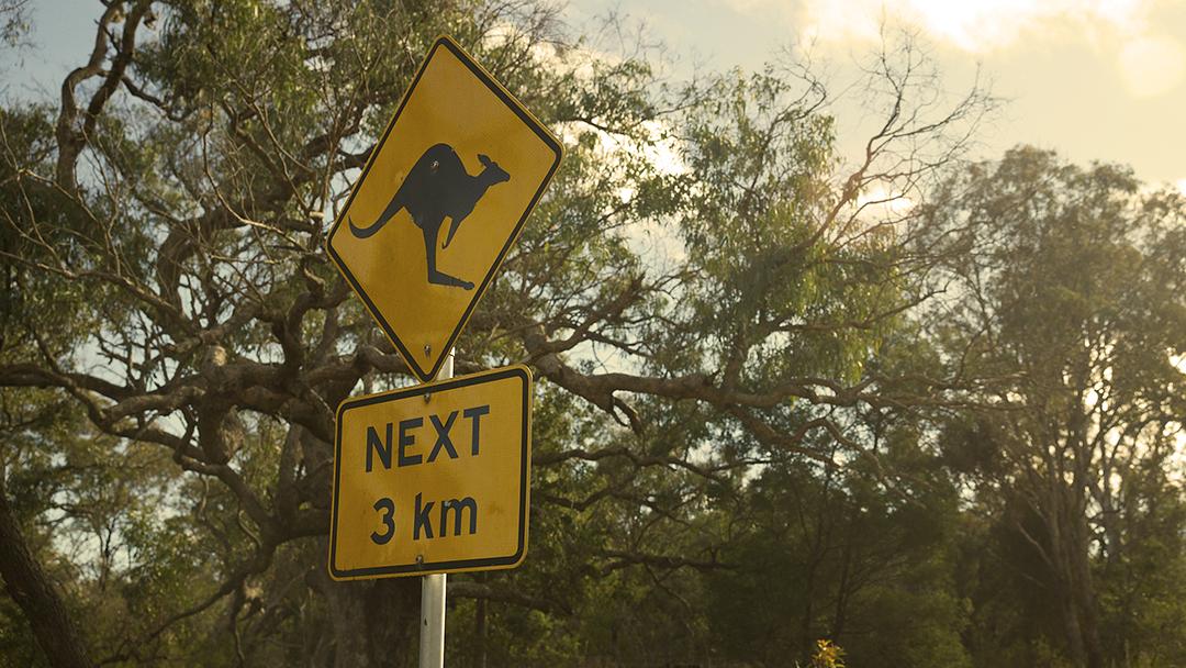 Keep your head on a swivel! These 'roos could flatten the Interceptor.