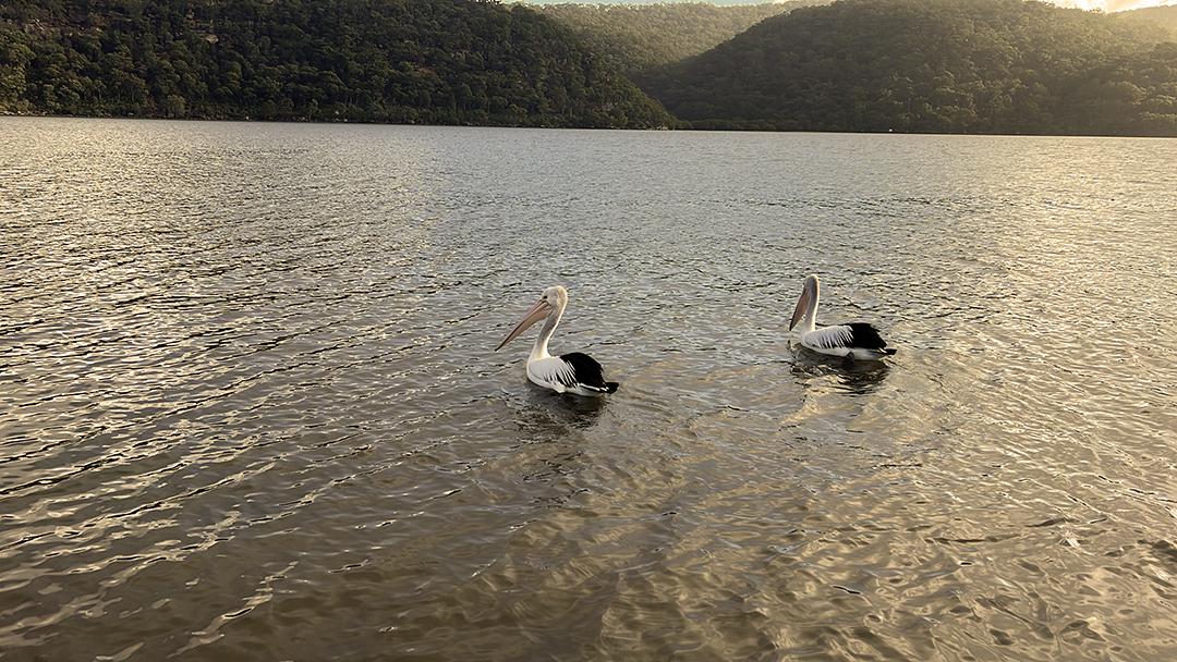 Two pelicans looking for lunch.