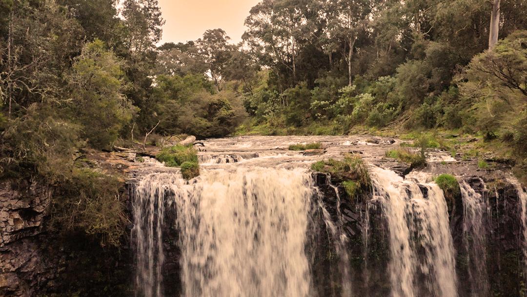 Dorrigo National Park.