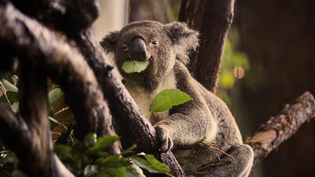 This koala is set for the rest of the day.