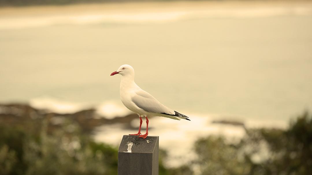 A silver gull posted up in Cape Byron.