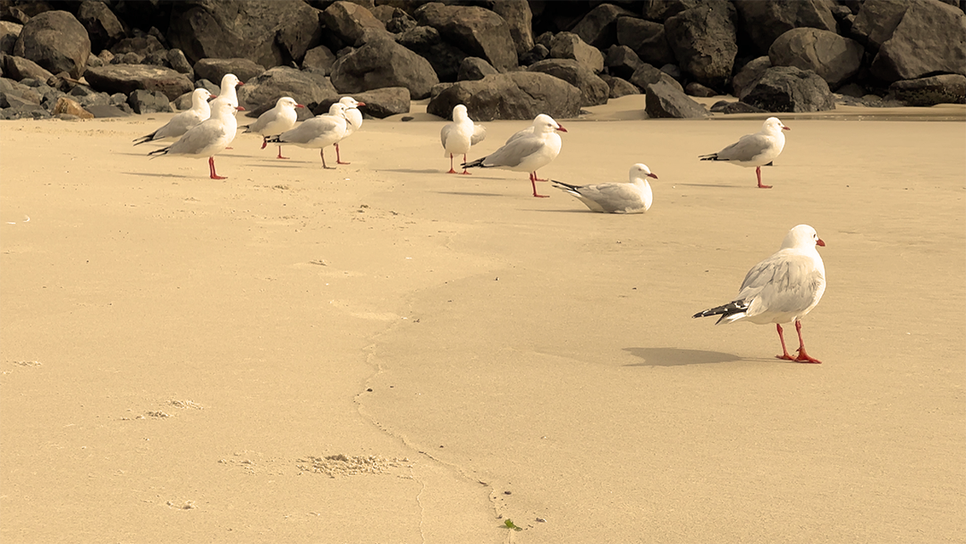 Why do these seagulls look so much nicer than the ones back home?