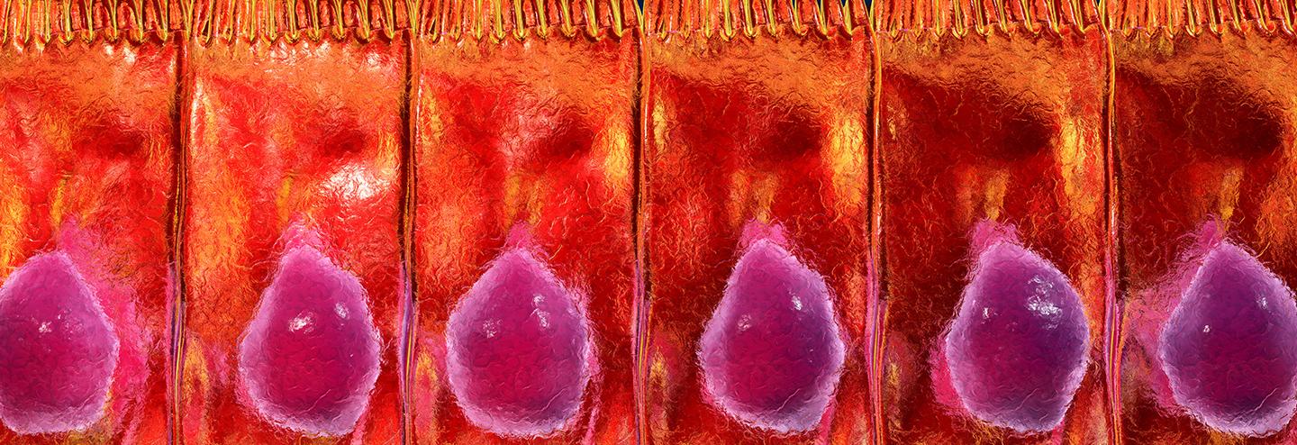 Increasing the Efficiency of Drug Development with Preclinical Testing Using Human Intestinal Stem Cells