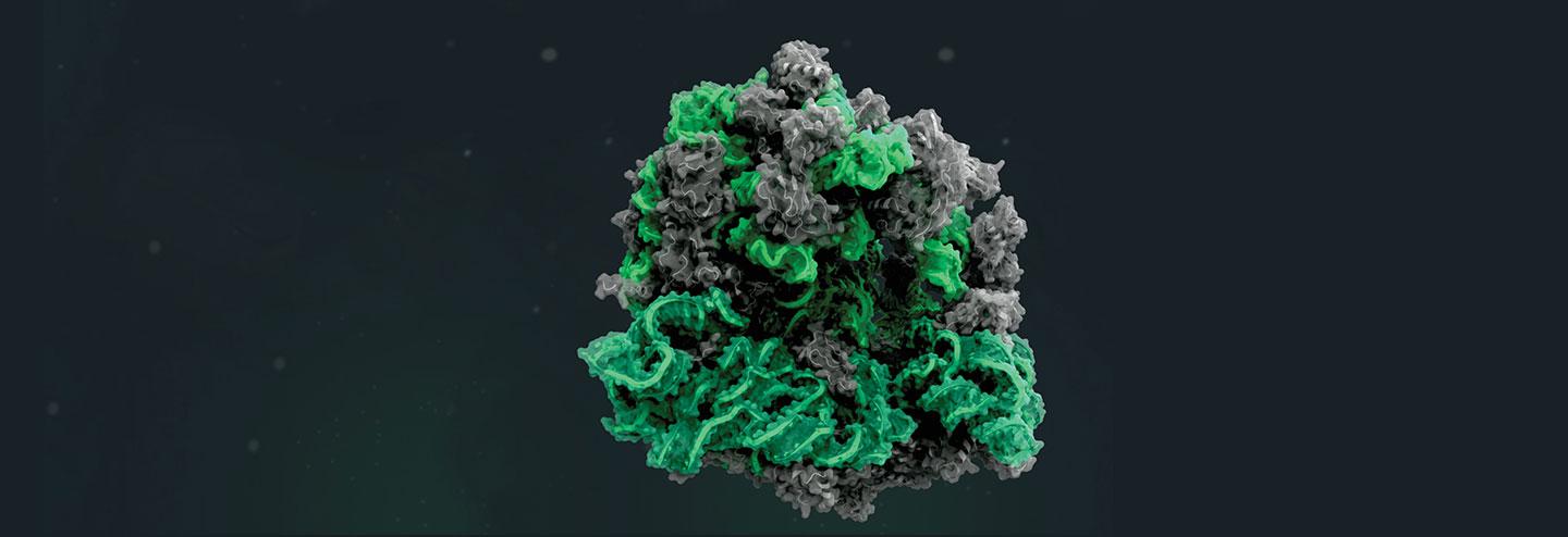 The Smart Approach to Preclinical Development for Bacterially Expressed Biologics
