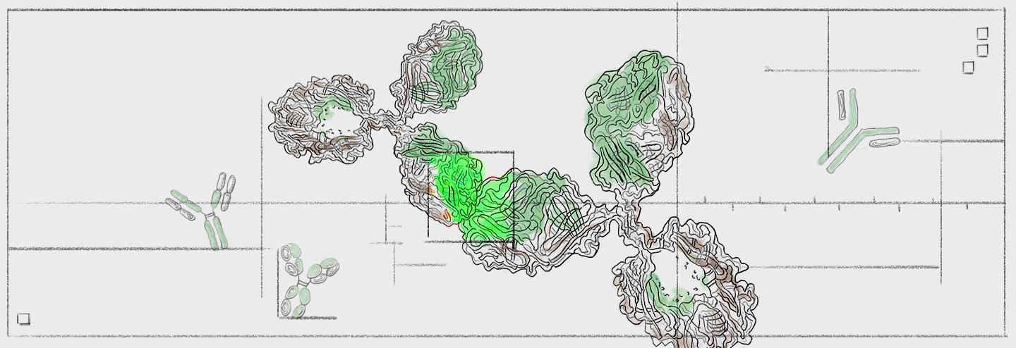 Rapid Supply of Anti-Idiotype Antibodies Facilitates Preclinical and Clinical Antibody-Based Drug Development