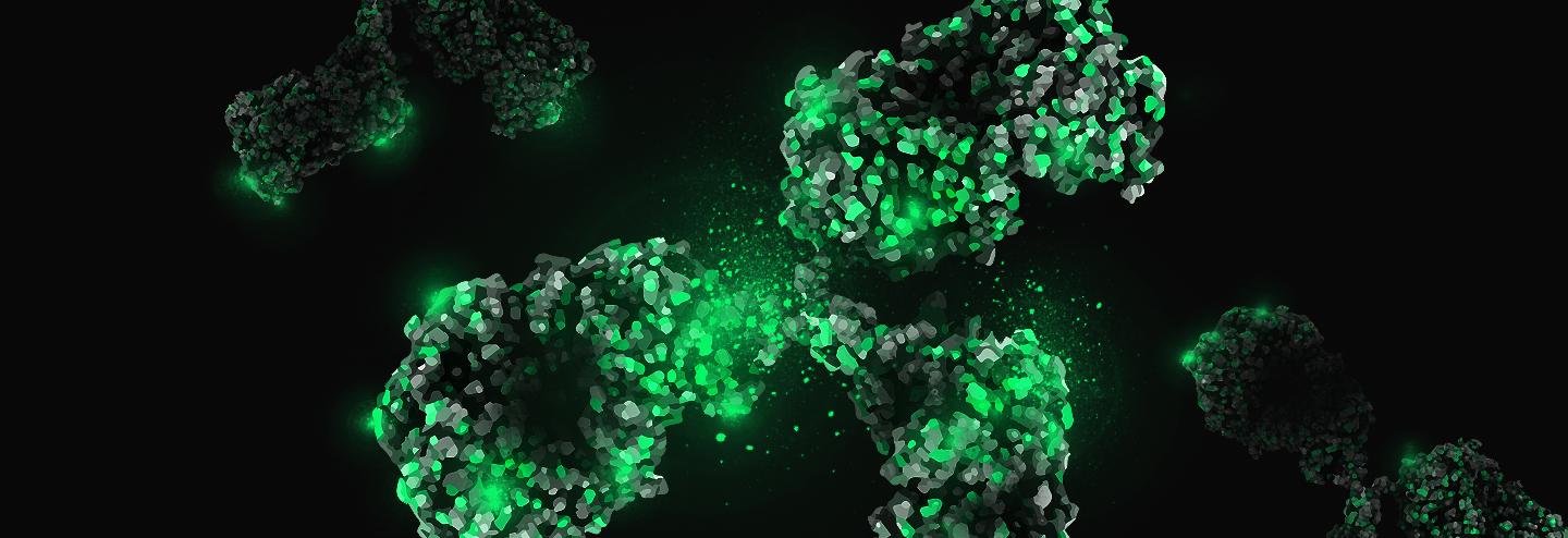 Taking a Customer-Focused Approach to Custom Antibody Development and Manufacturing
