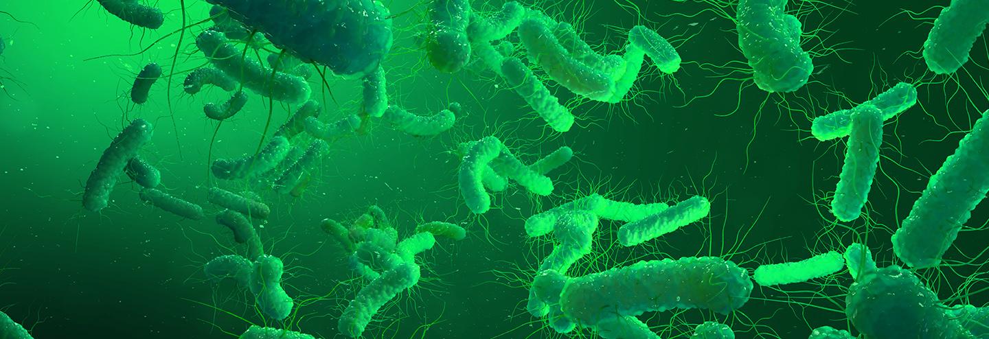 Unique Vector Expression Technologies for Boosting Protein Production in E. coli