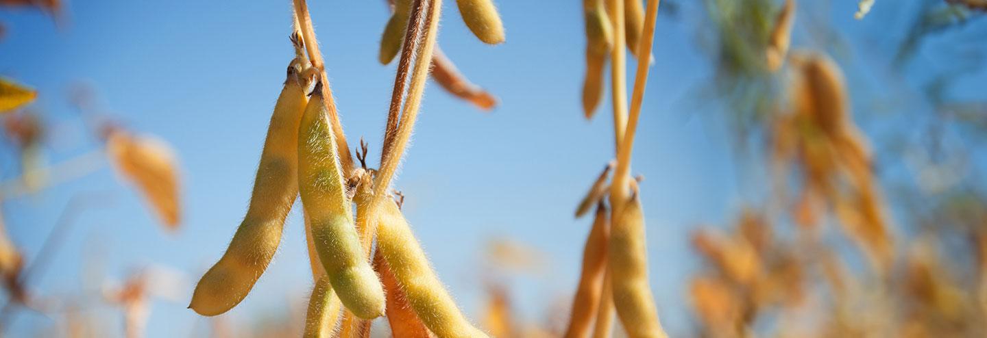 Market Trends Driving the Embrace of Plant-Based Cell-Culture Media Ingredients
