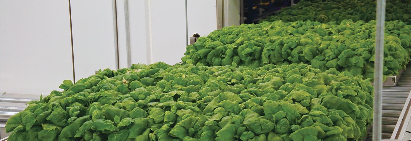 Plant-based Protein Expression for Rapid, Green Bioprocessing