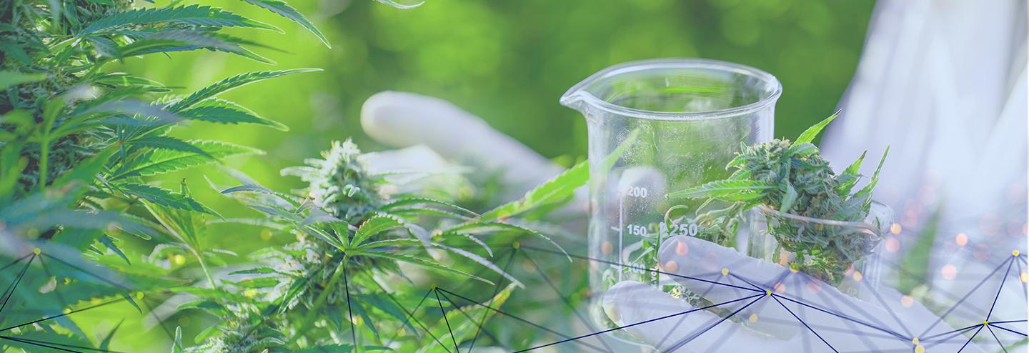 How Blockchain Will Secure the Future of Cannabis Research