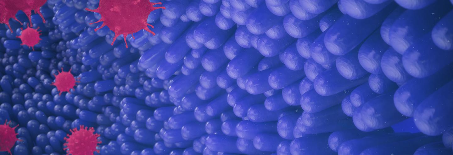 Evaluating Microbiome Therapies with Intestinal Cell Models