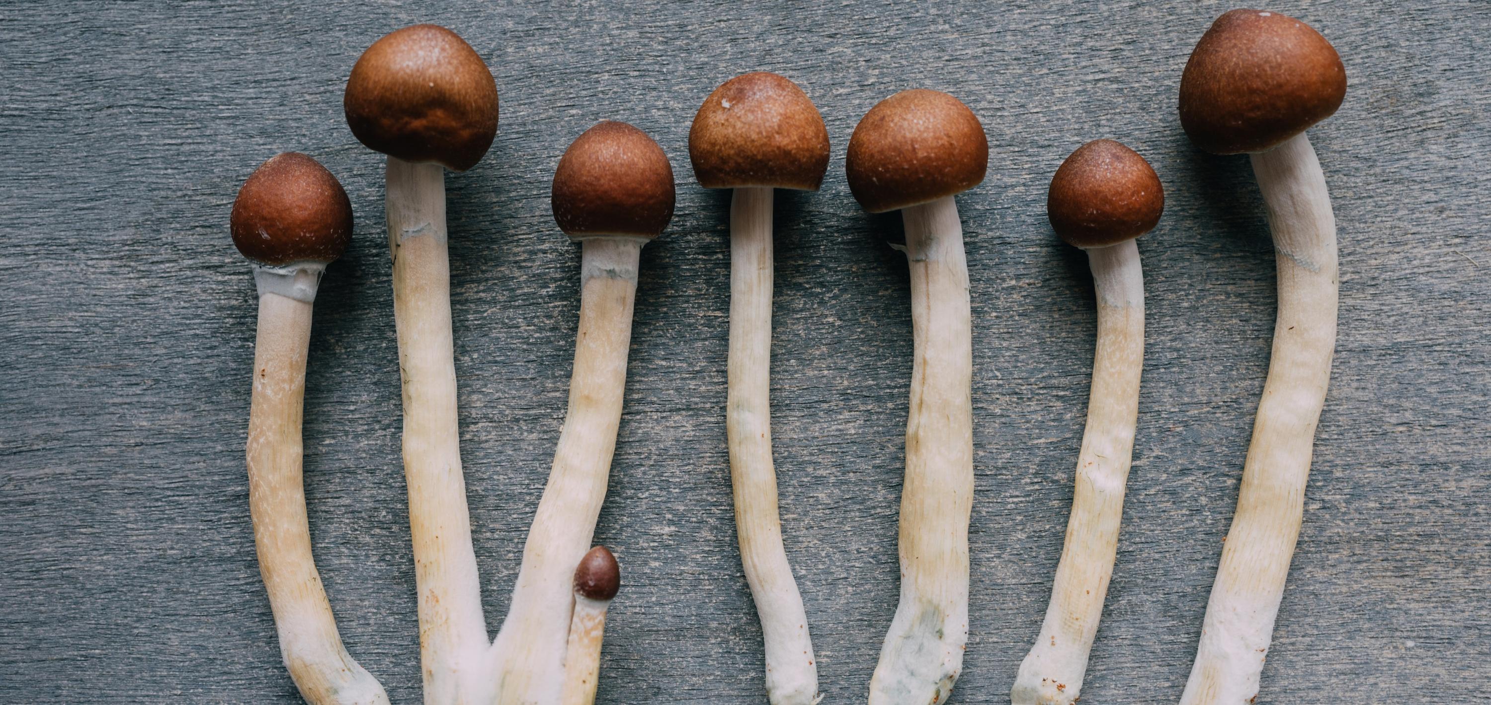 Psychedelic Therapeutics at an Inflection Point: Translating Clinical Signals into Scalable Medicines