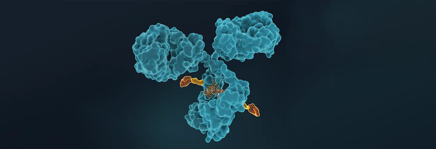 Site-Specific vs Stochastic ADC Conjugation: Which Antibody–Drug Conjugate Strategy Is Better?